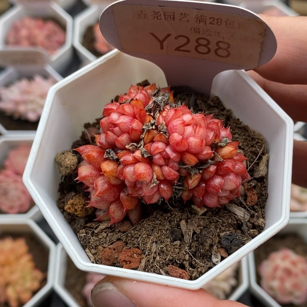 0288 魔火群 4.5cm