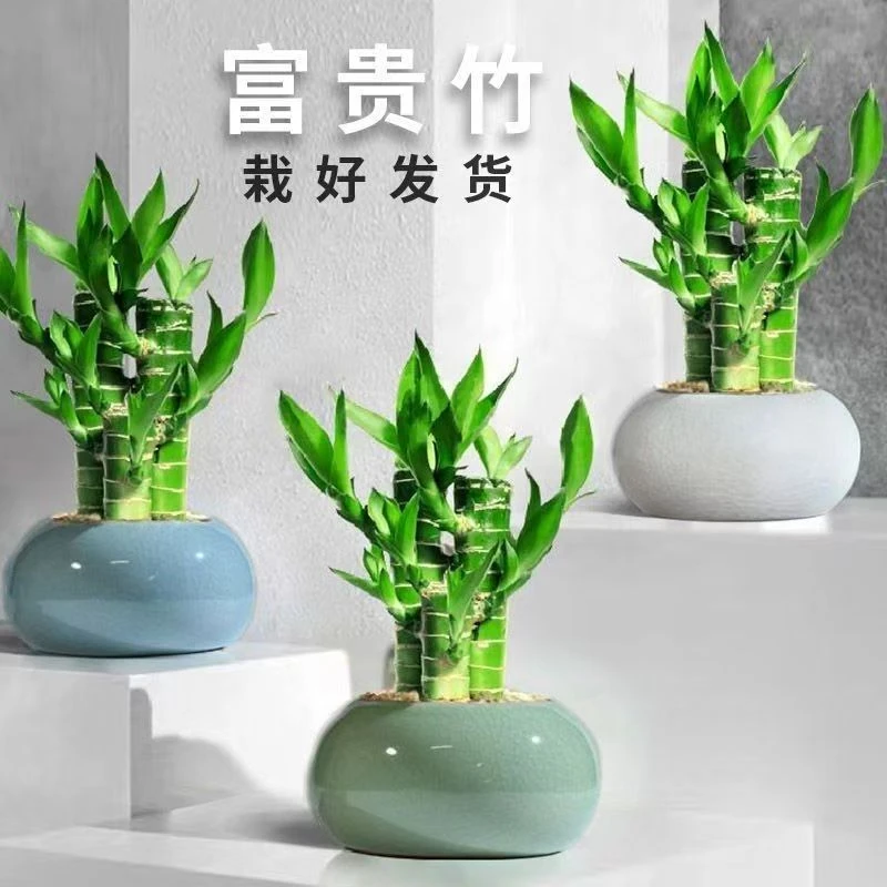 步步高富贵竹荷花竹文昌竹客厅桌面摆件招财室内盆栽净化空气绿植