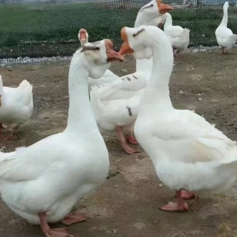 顺丰包邮12只大白头鹅 宠物鹅