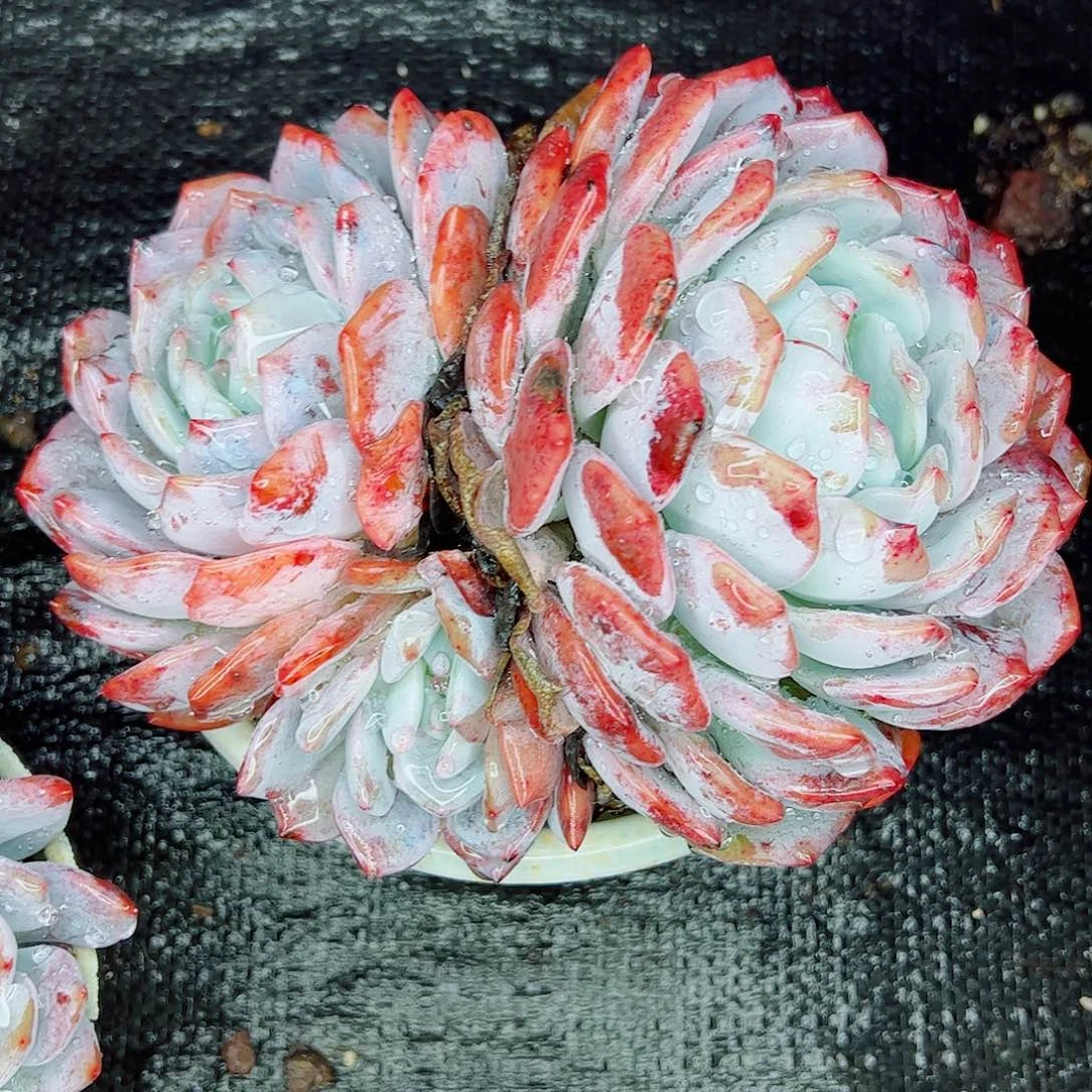 橙梦露大双头一物一拍