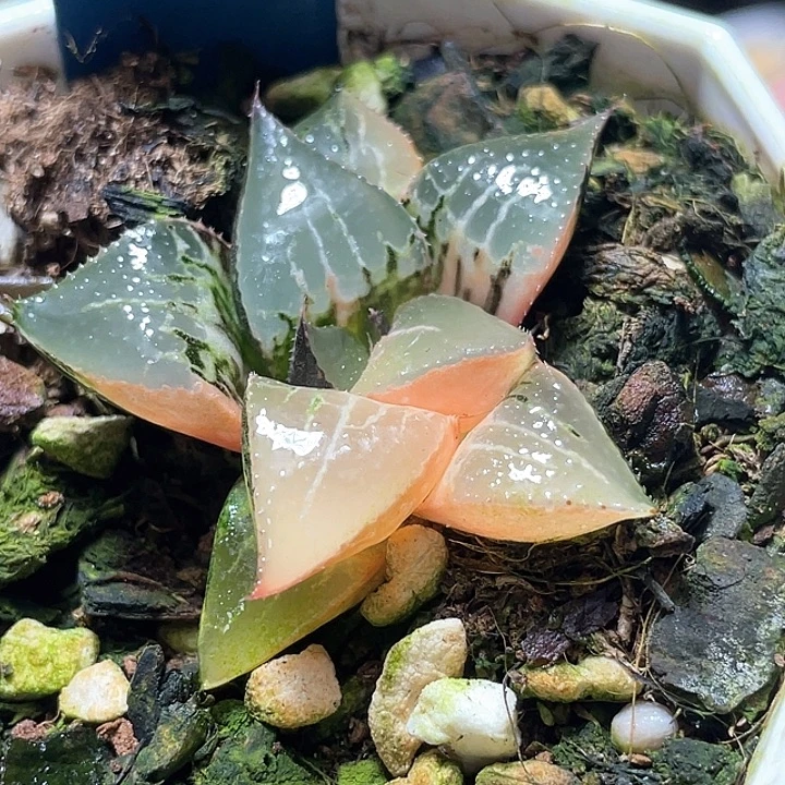 663酒吞锦特团福利