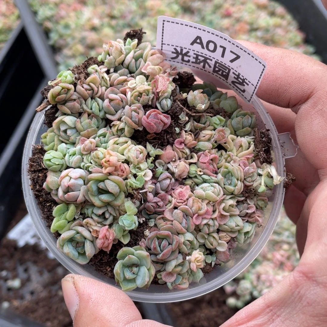 a017福利混合切糕一份包邮