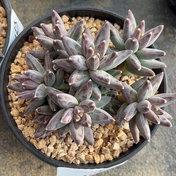 123113 凤羽手捧全状态