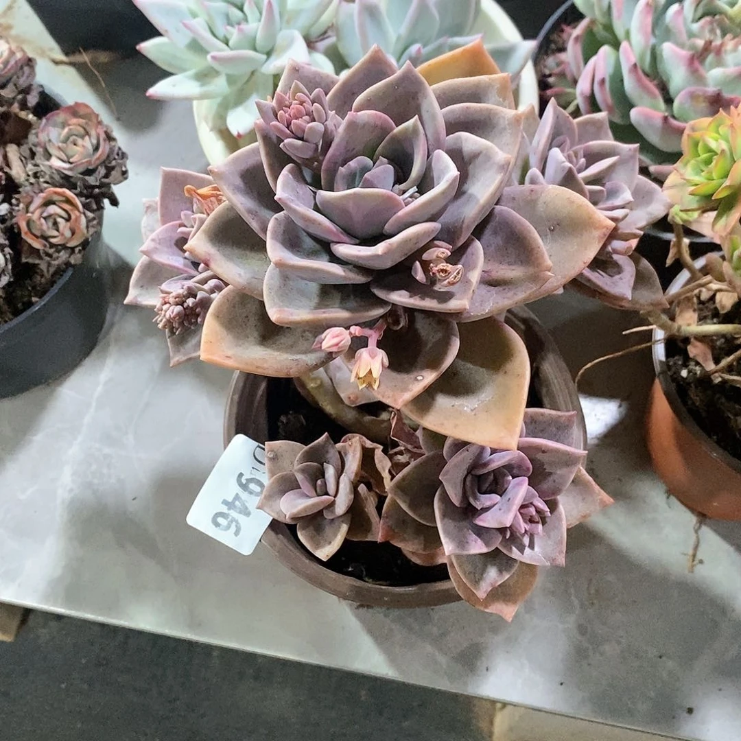 豆*946旭鹤多肉植物