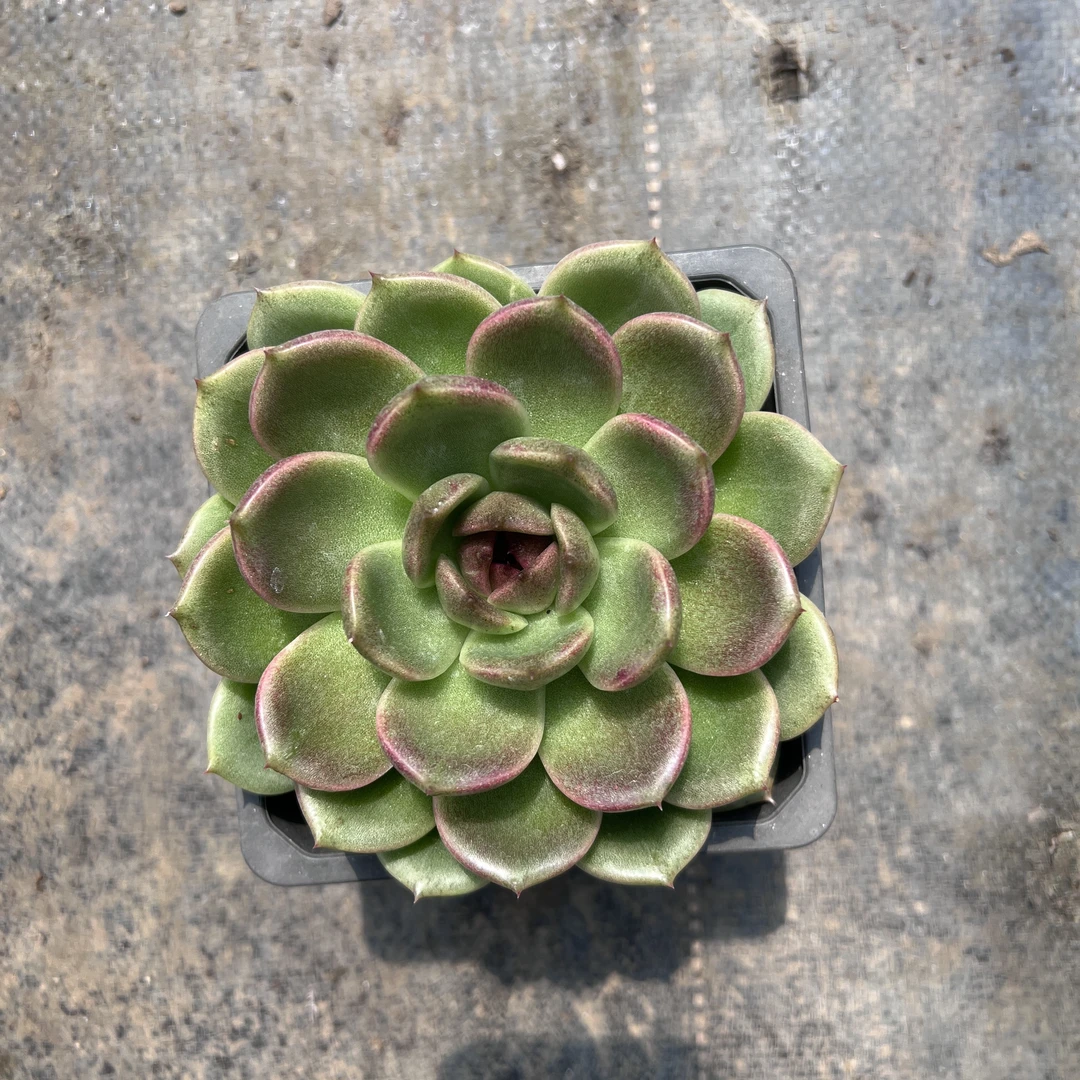 1王小二多肉紫水晶12杯冠幅10-12厘米多肉植物带基地原盆原土发货