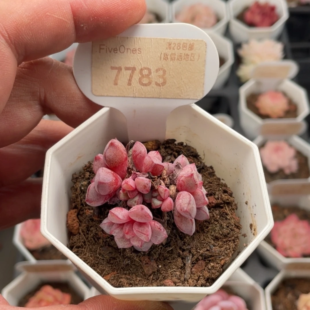 蓝宝石7783-4厘米