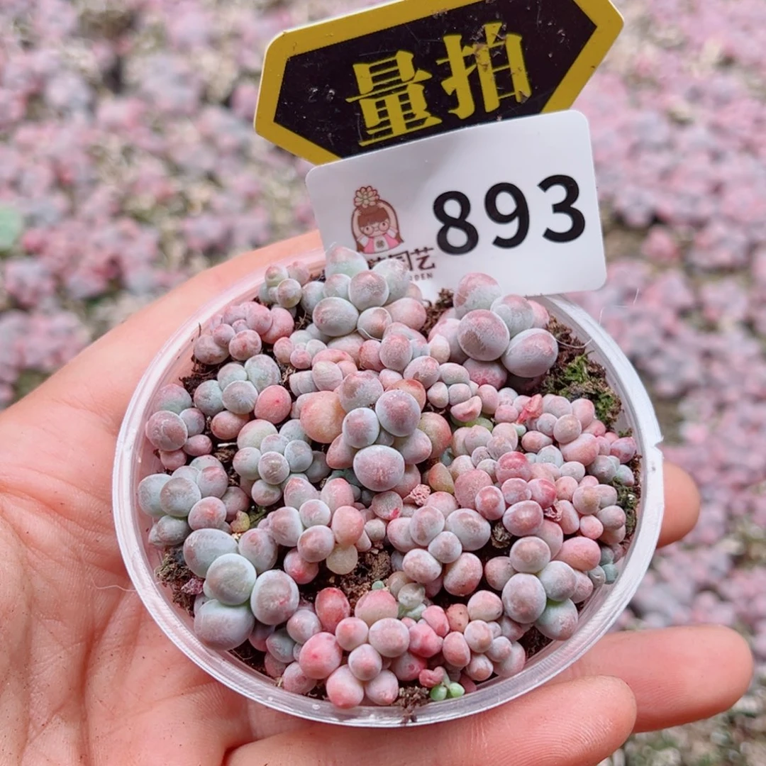 多肉植物多肉植物