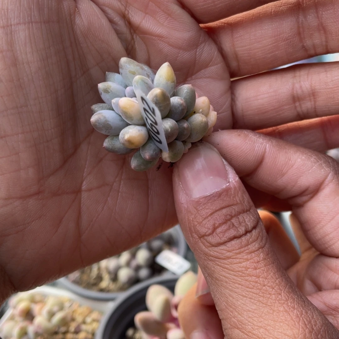 婴儿手指多肉植物