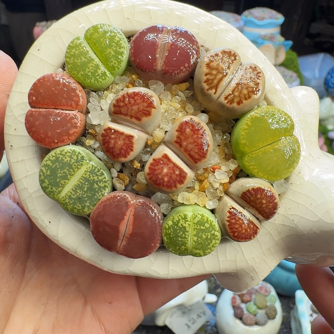 多肉葡萄干和水果茶1387