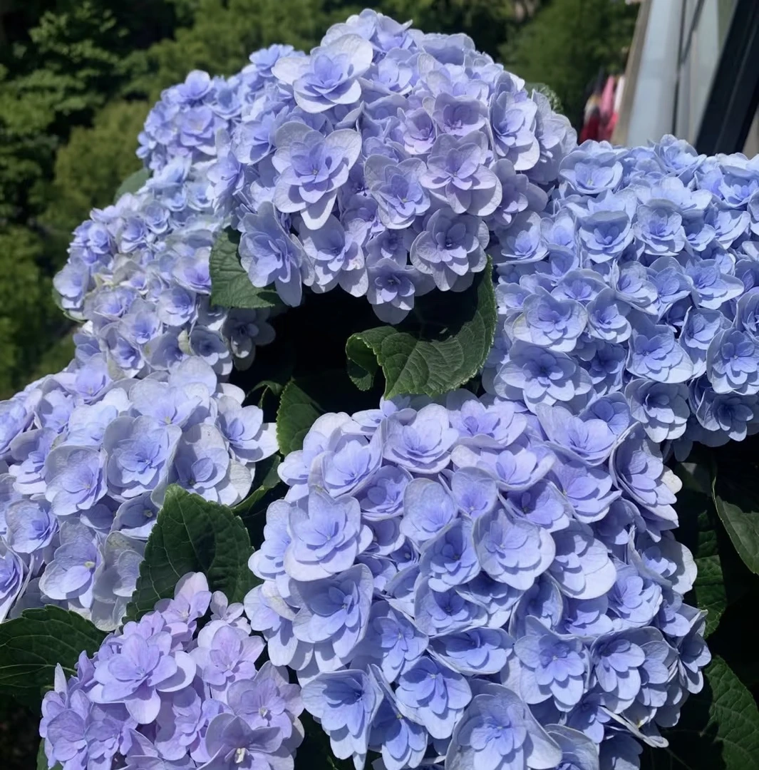 【佛罗伦蒂娜】 重瓣绣球花 多年生多季开花【热卖】庭院阳台