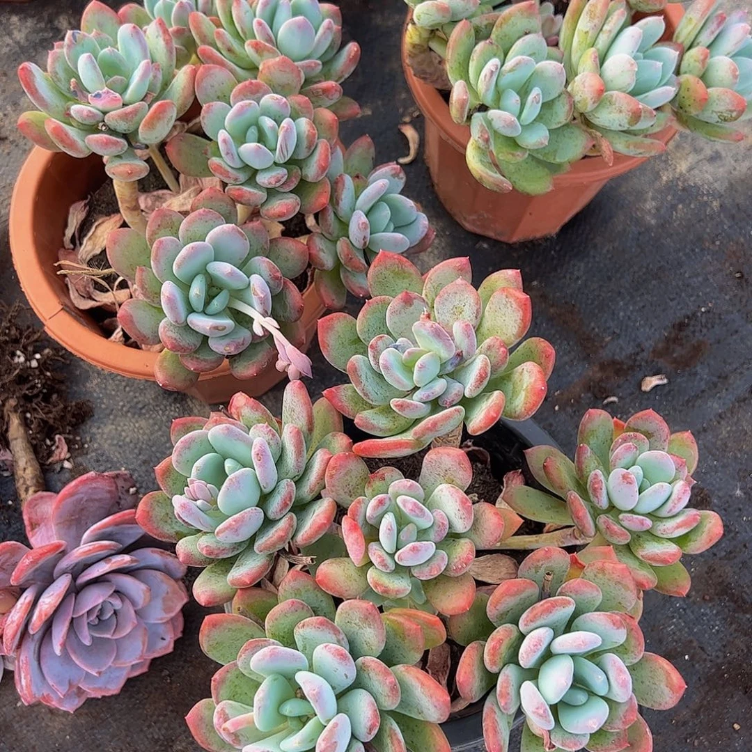 灰姑娘多头造型精品特价