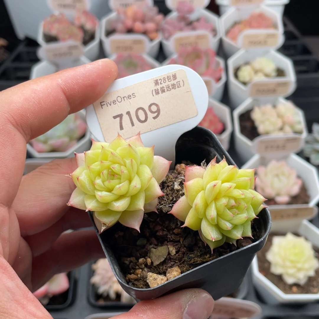 翡翠7109不包整-7厘米