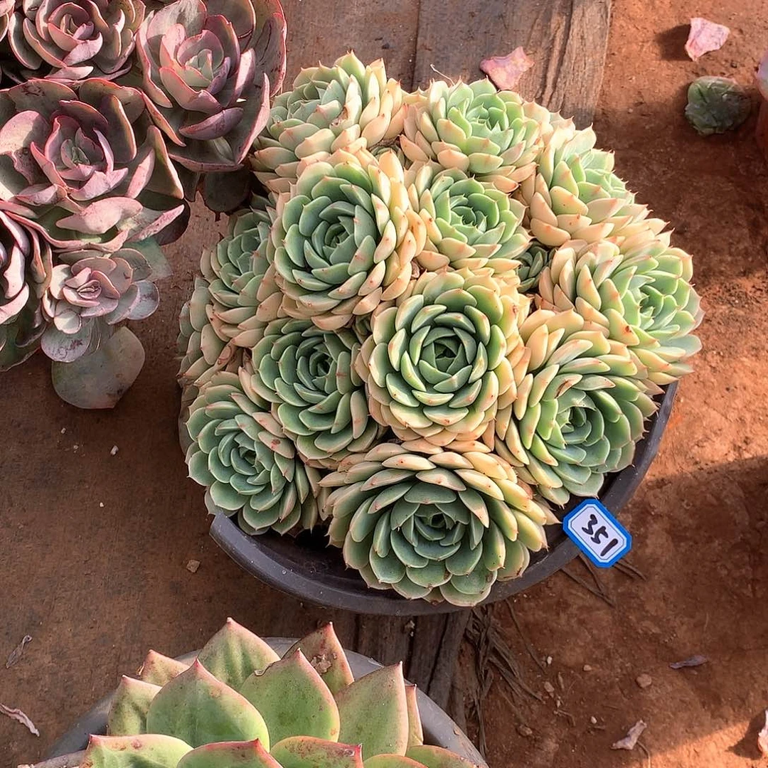 351笨巴蒂斯一物一拍多肉