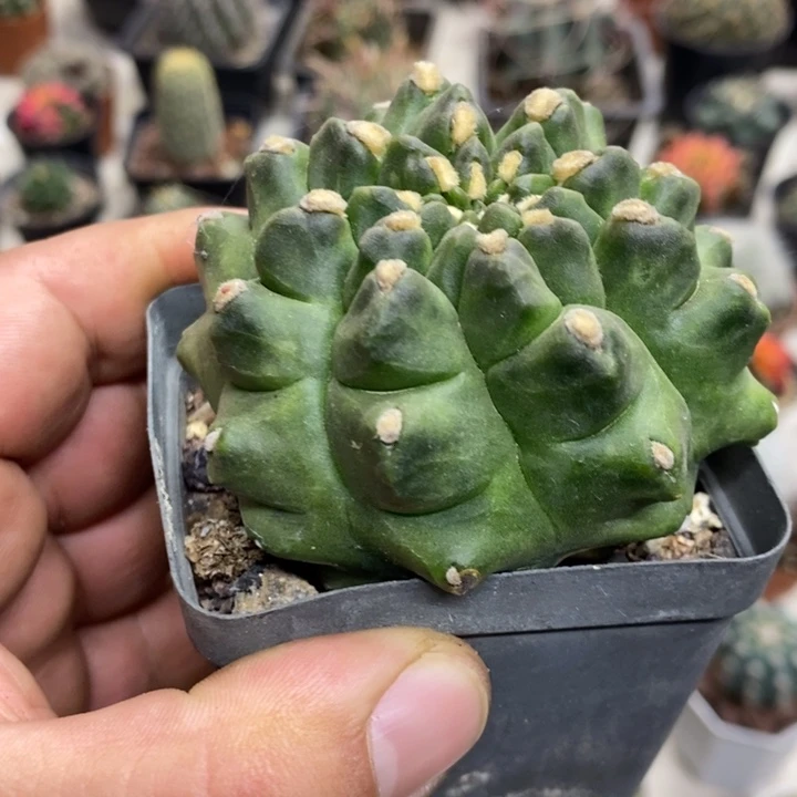 龟甲牡丹特价福利