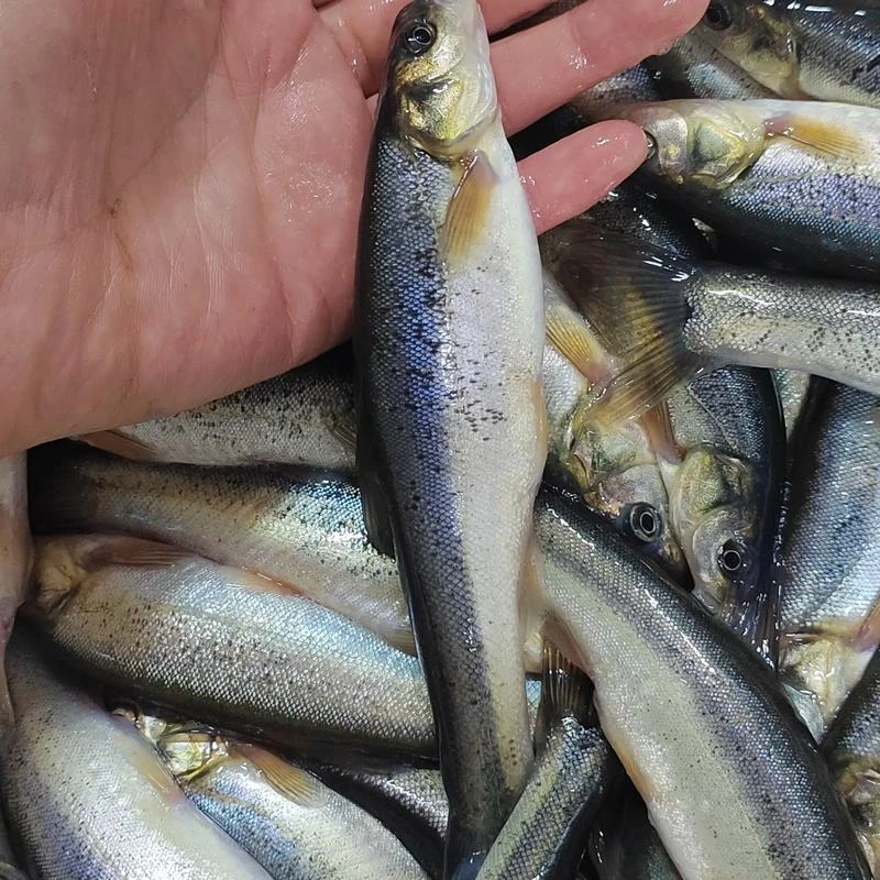 东北冷水鱼（柳根鱼）新鲜肉质鲜嫩多汁