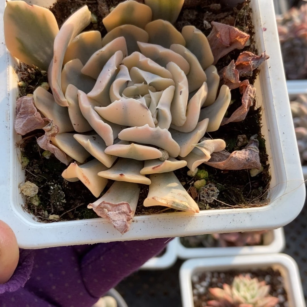 1187利比亚锦多肉植物