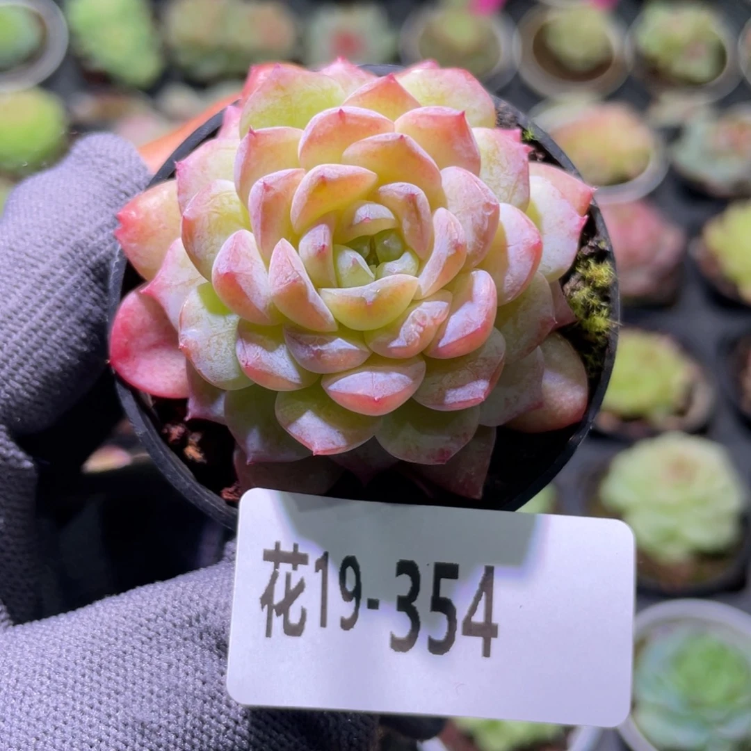 花利美19-354糖心
