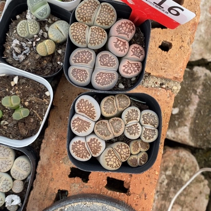 成***柜生石花的季节是最916