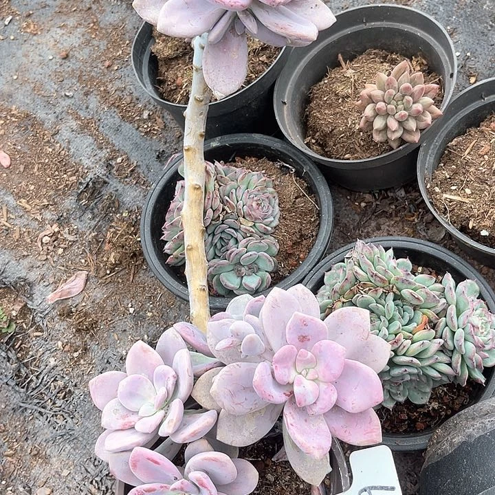 晨语多肉，一物一拍613