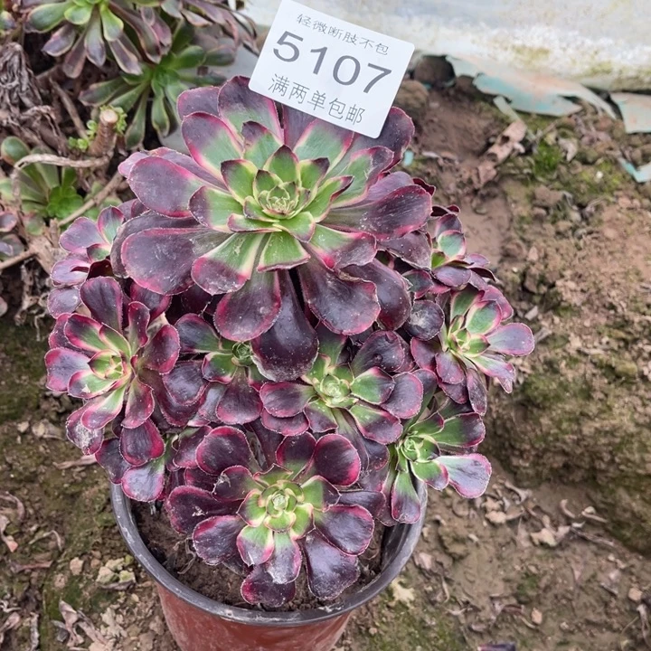 5107丽娜的人多大的