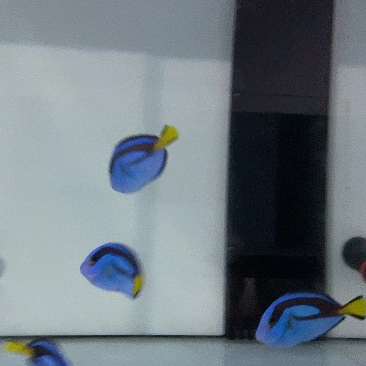 海水鱼蓝吊黄吊海水鱼