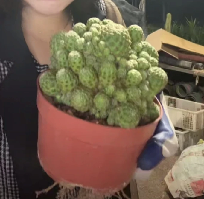 二妹园艺【 1颗 大卡莱主教 嫁接落地根 】仙人球默认脱土随机发货