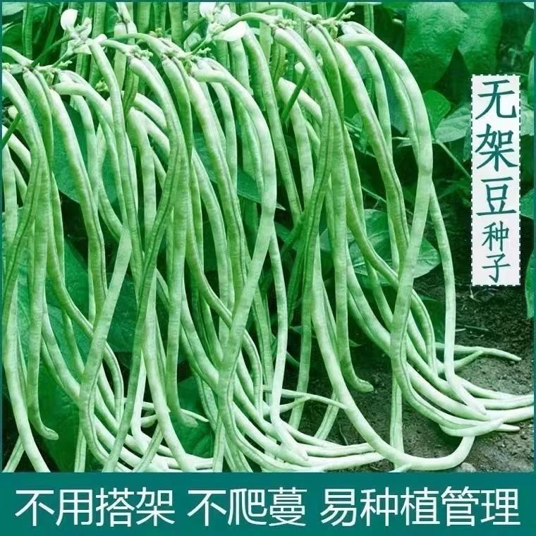 【免搭架豇豆】种子矮生不搭架高产庭院盆栽四季豇豆种籽爬地蔬菜种