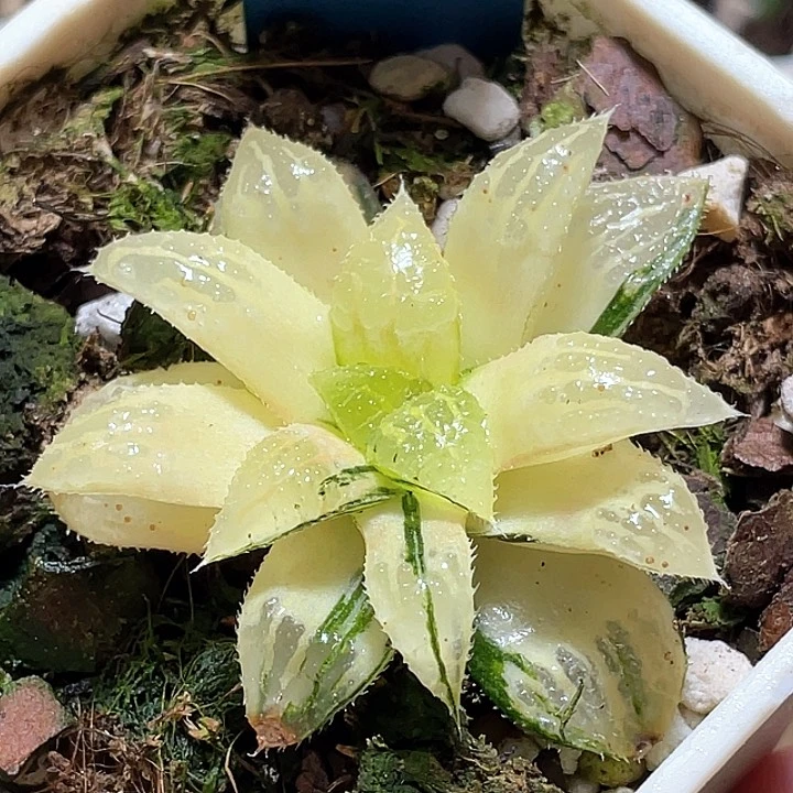 805青木女王金一物