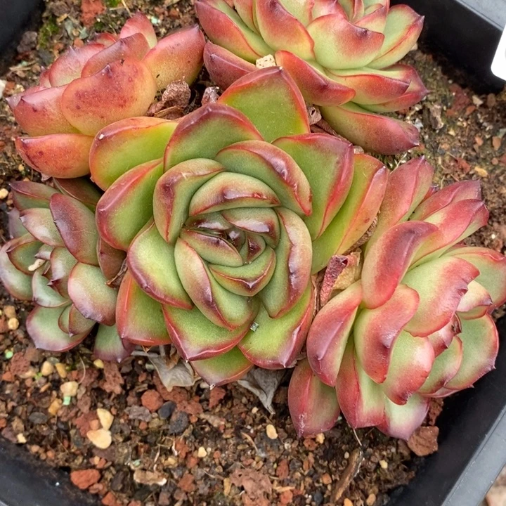 408杂交老桩基地～12厘米