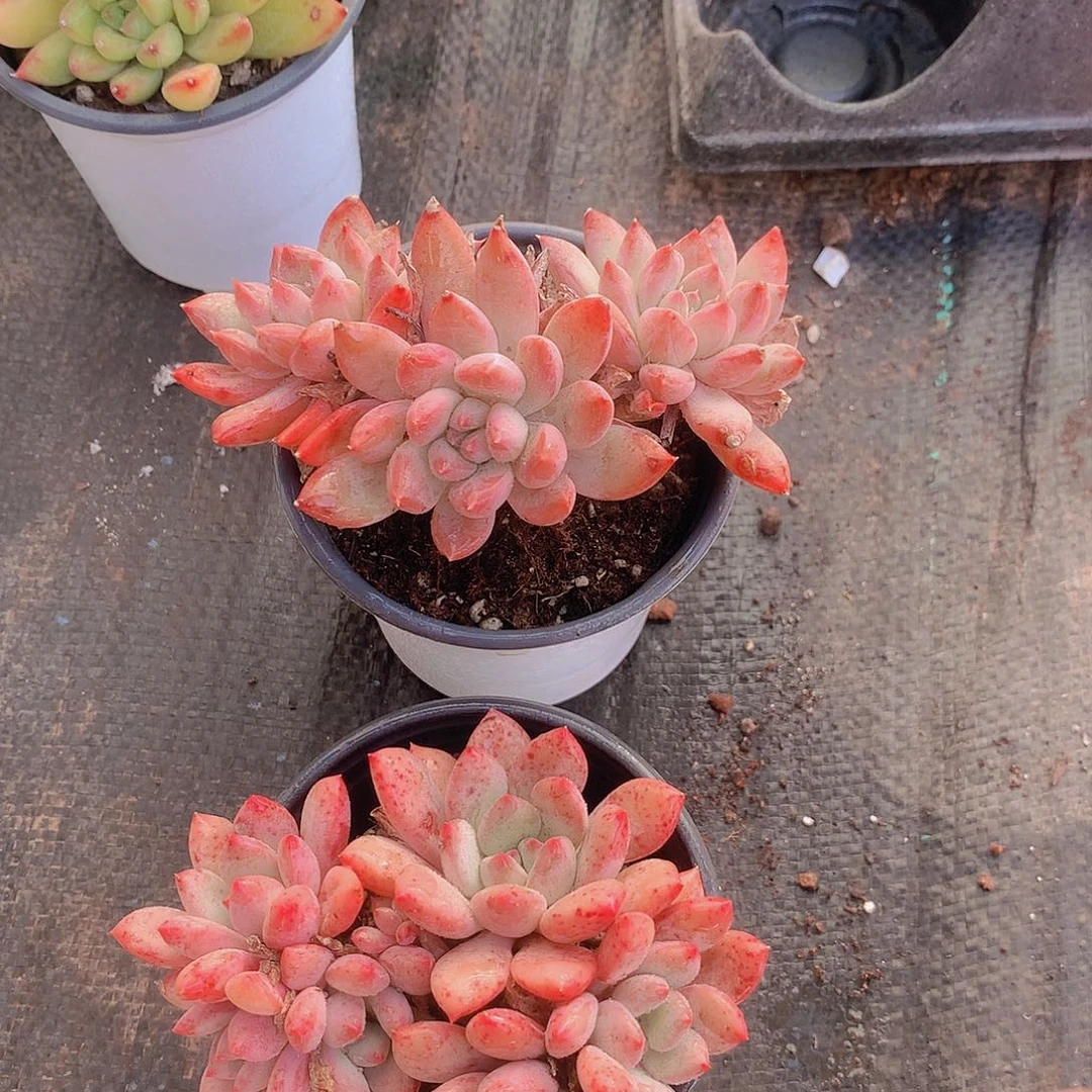 两颗哥特萝莉一物一拍45678999