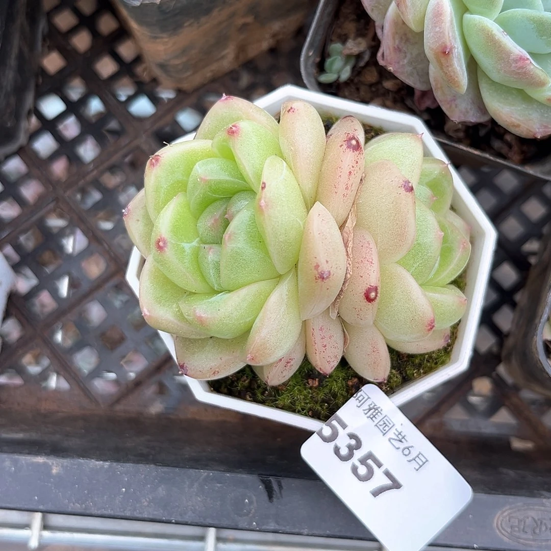 阿雅园艺。    5357