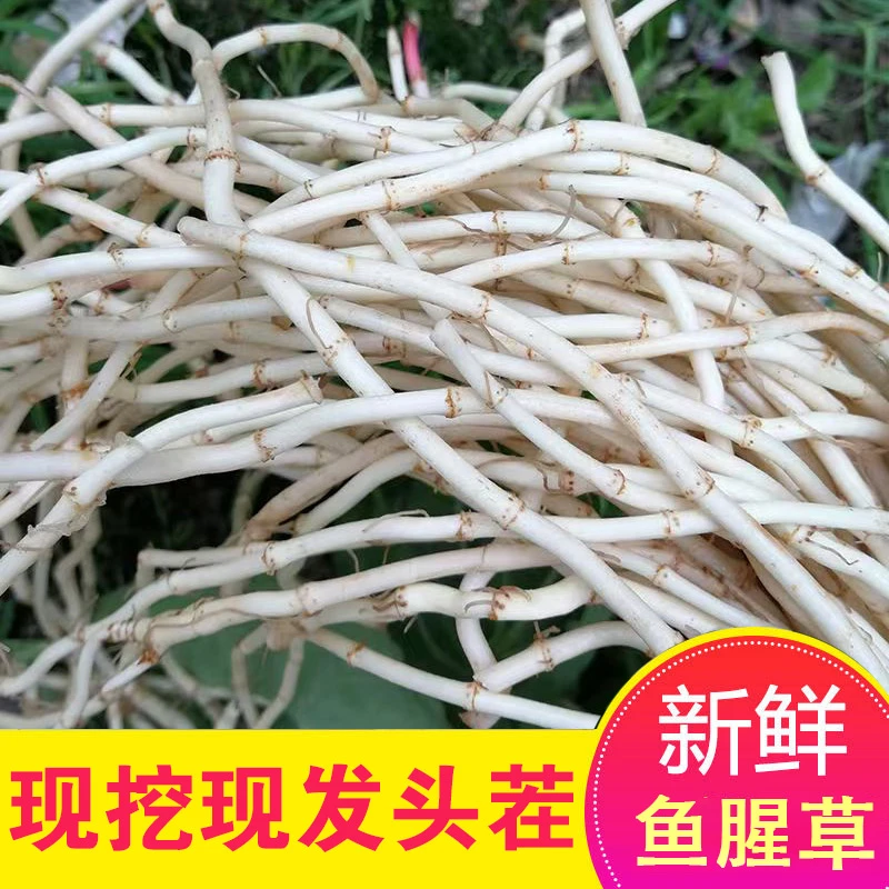 当农新鲜现挖鱼腥草根折耳根嫩根可凉拌的湖北特产蔬菜