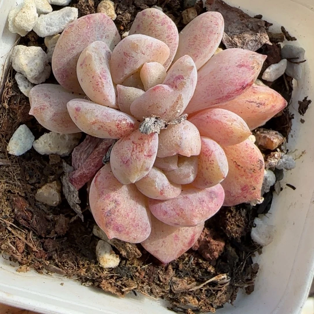 多肉小卡拉米糖心一物一拍