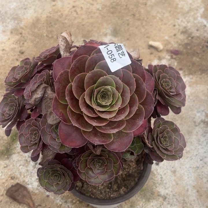 魅金玫瑰多肉植物058