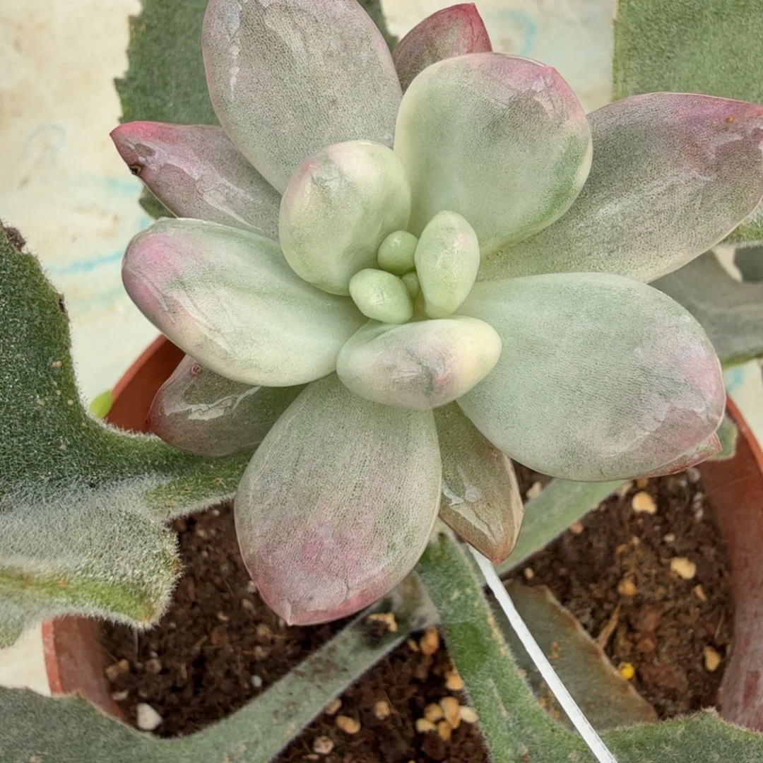 美人拉丝 安吉园艺锦