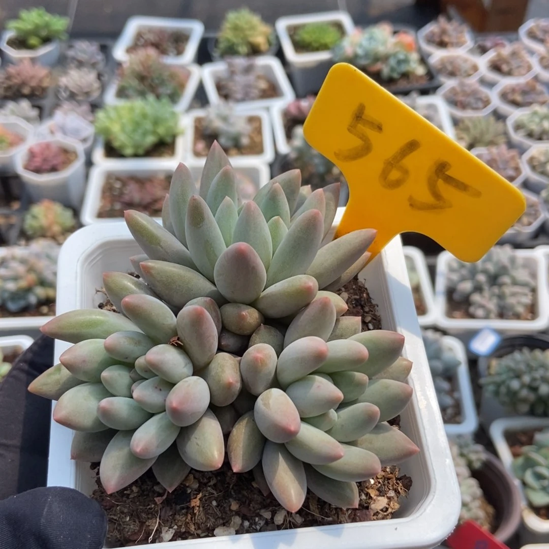565水晶球多肉植物保护