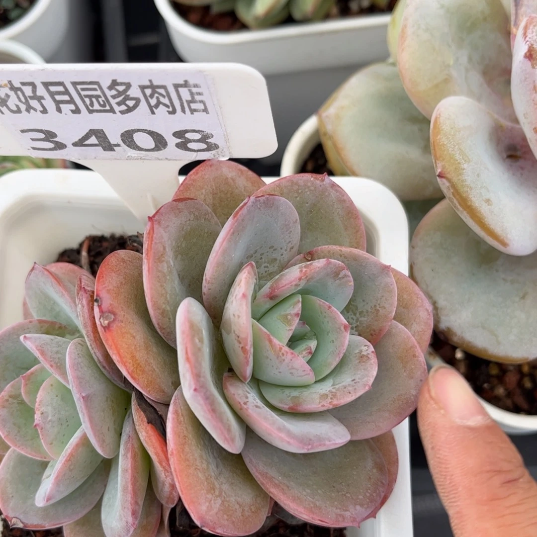 一***️多肉植物3408…………..