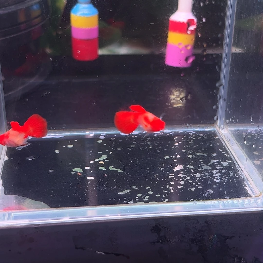 1厘米不分公母淡水深海蓝白子2公