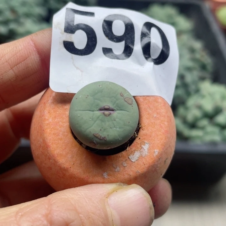 590小红嘴母本带盆