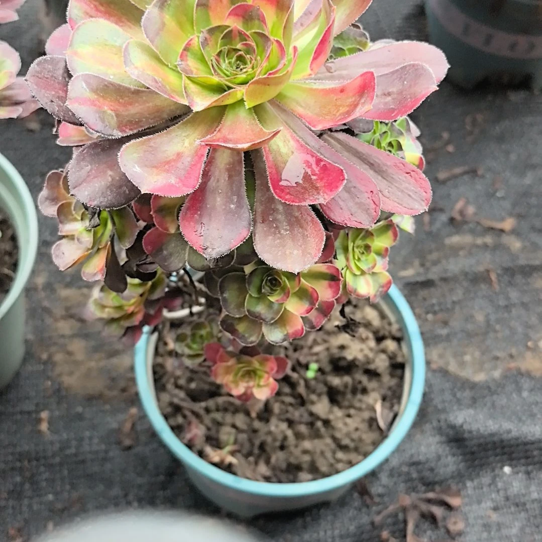 虐***心800花蝴蝶花花3-7法师