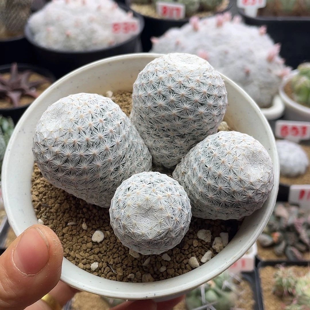 四头大玉白鸟仙人球