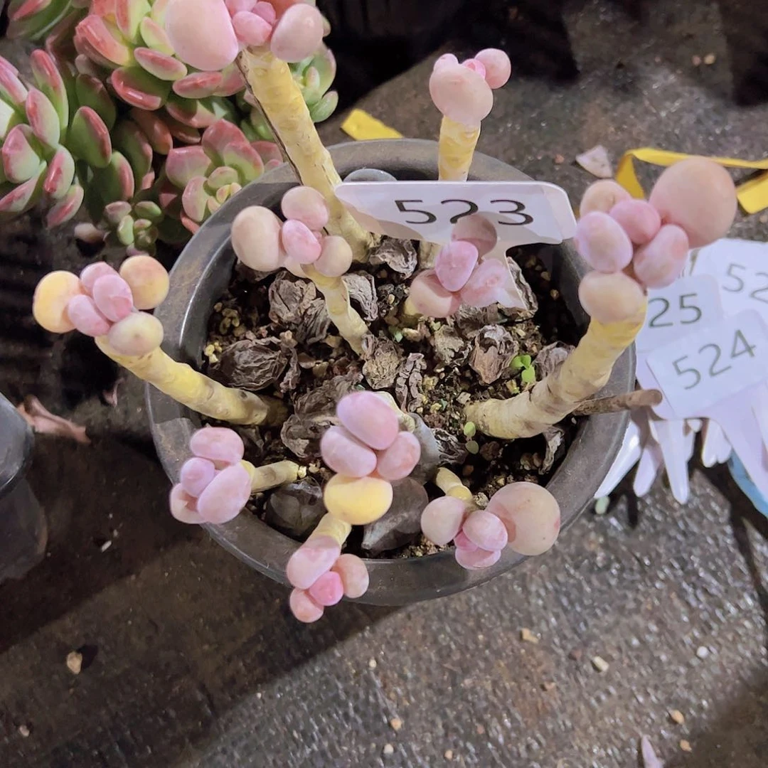 北***?523老桩10元元元元