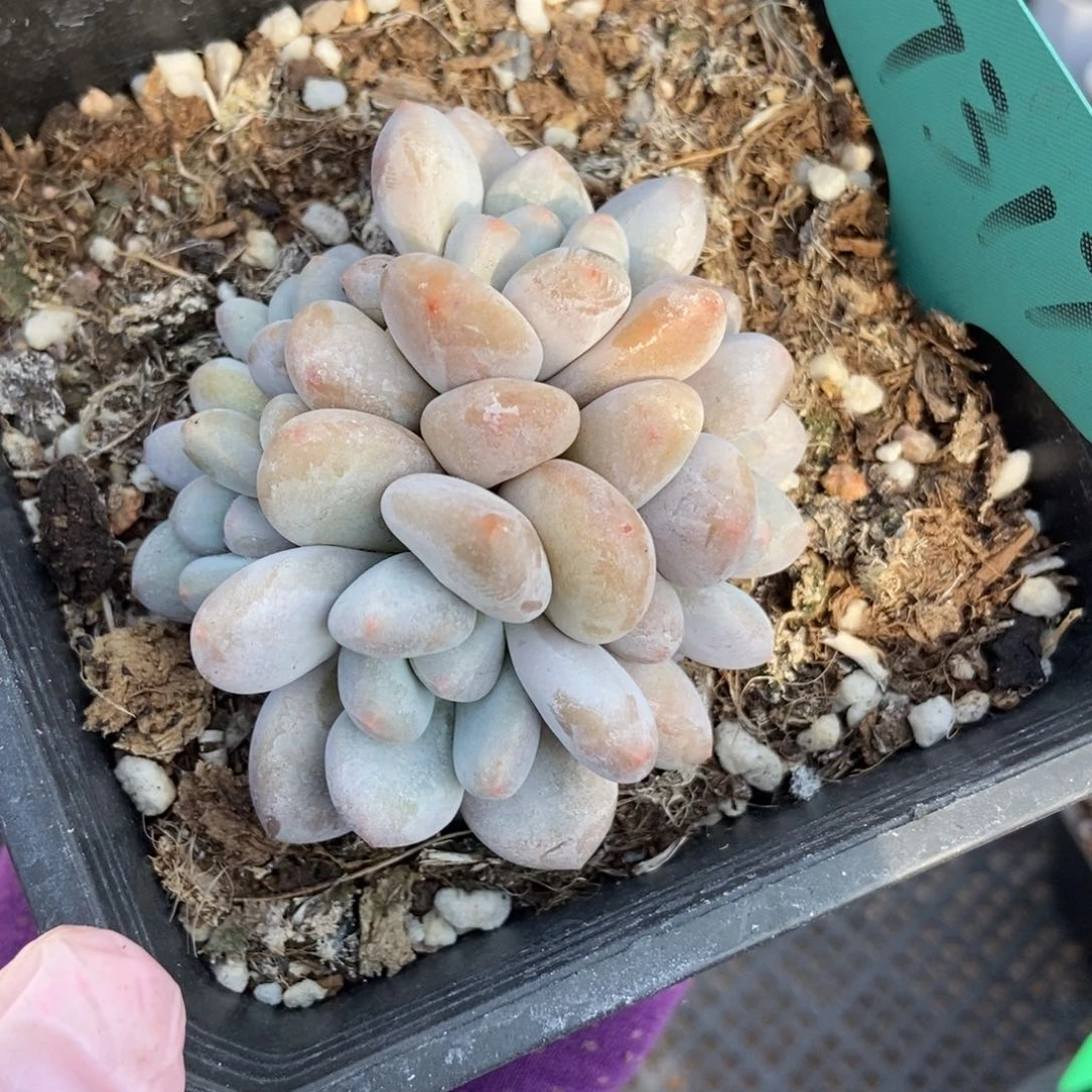 7317香水多肉植物