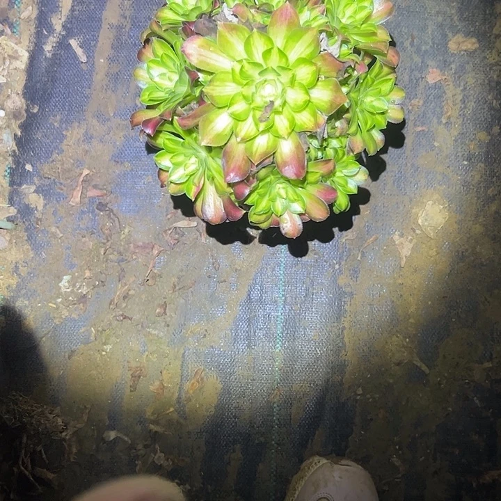 多肉法师植物链接韶华