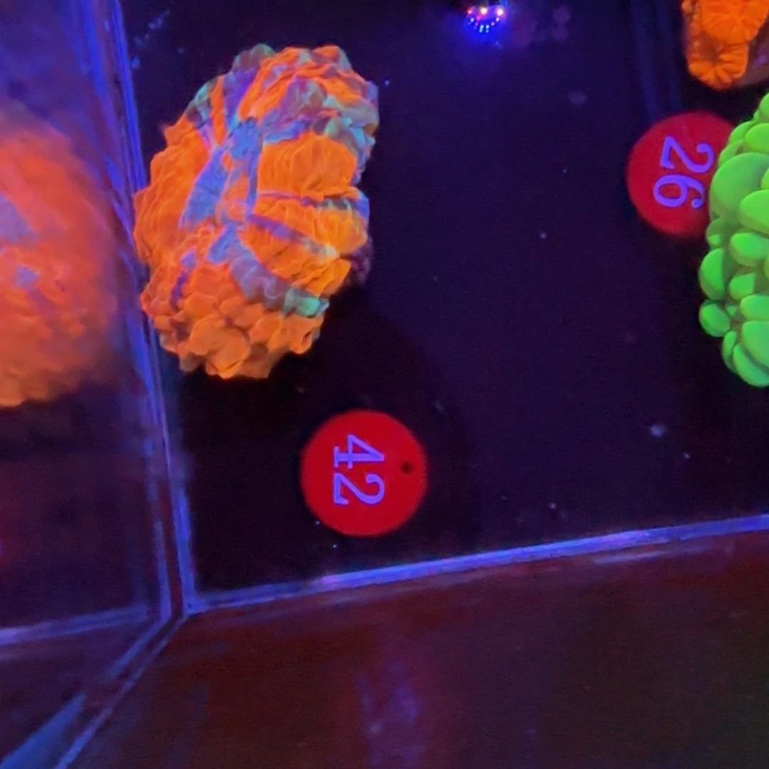 万鱼来朝海水观赏