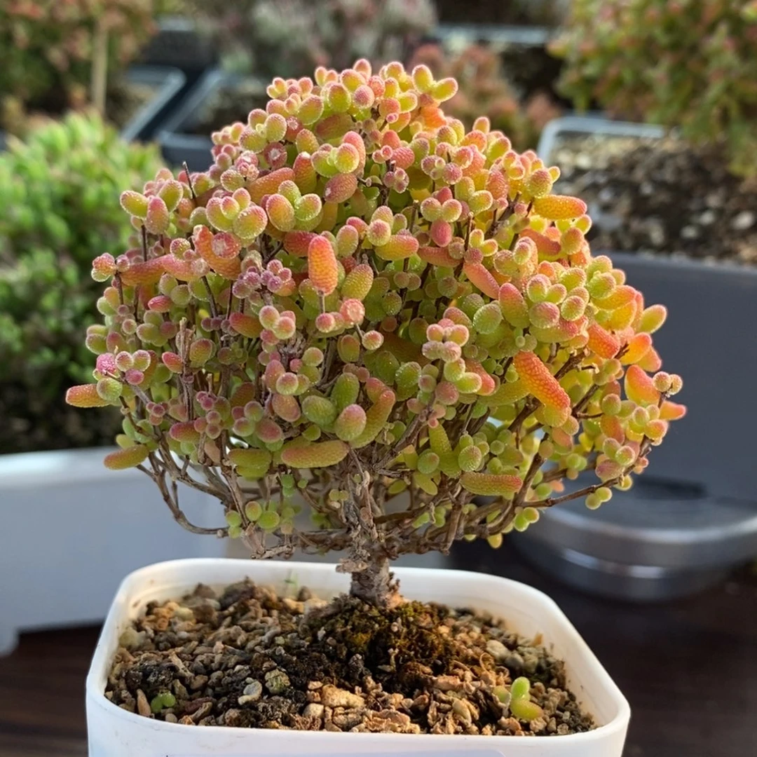 蜜橘糖球3412枝干番杏