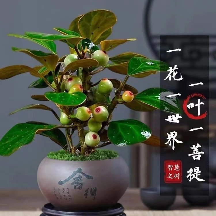 小盼菩提【带果】盆景菩提树禅意中式绿植防辐射室内办公室好养