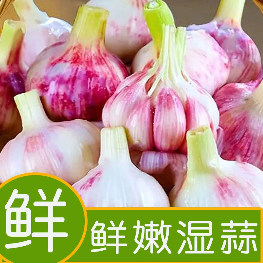 [买3斤送2斤 到手5斤]新鲜紫皮大蒜  中牟农家现挖湿 蒜 可腌糖蒜