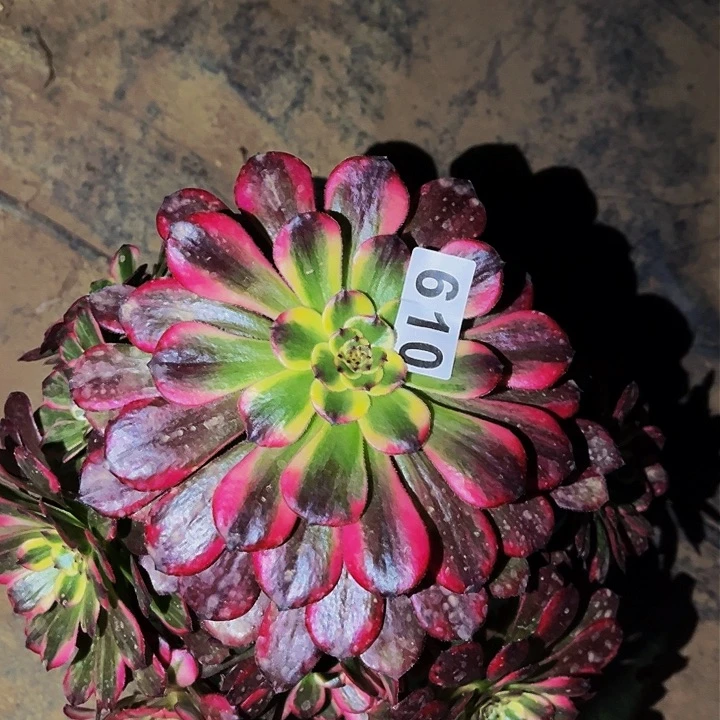 610烟花多肉植物