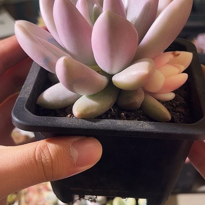 桃花源锦一物一拍001